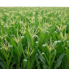 Fototapeta premium Vast green cornfield under bright sunlight showing tall stalks and silks in summer