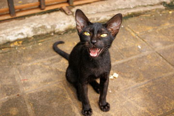 Stray black cat with bright yellow eyes sitting on an urban sidewalk, outdoor street photography of feral feline in city environment.