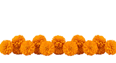 Bright orange marigold flower garland isolated on transparent background, ideal for Diwali, wedding, festival decoration, Hindu rituals, and traditional celebrations.