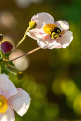 Vertical view of bumblebee drinking nectar from a pale pink Japanese Anemone during a late summer sunny afternoon, Quebec City, Québec, Canada