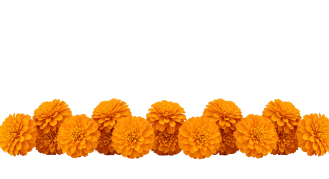 Bright orange marigold flower garland isolated on transparent background, ideal for Diwali, wedding, festival decoration, Hindu rituals, and traditional celebrations.