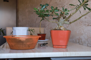 Adenium bonsai in pot next to prepared soil mix, ready for transplanting.
