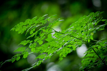 green leaf with dew drops
