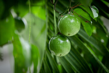 green olives on the tree