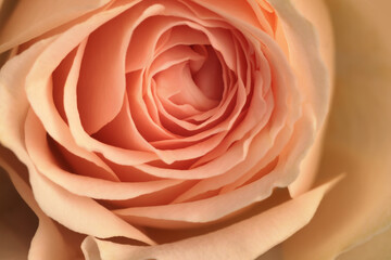 Close-up selective soft focus cream pink beige color Rose petal Flower bud. Natural blur background.