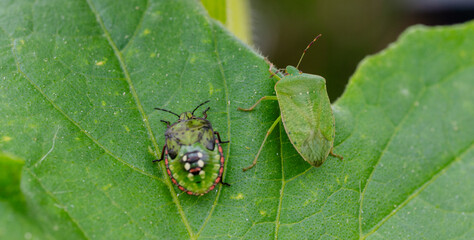 Macro Close up of Chinavia Hilaris Stink Bug and Nymph