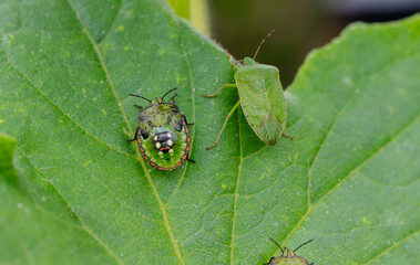 Macro Close up of Chinavia Hilaris Stink Bug and Nymph