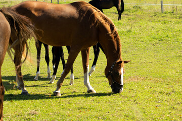 Obraz premium Brown horses graze on a pasture on a farm.