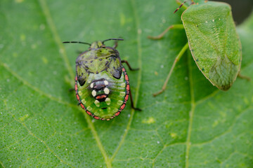 Macro Close up of Chinavia Hilaris Stink Bug and Nymph