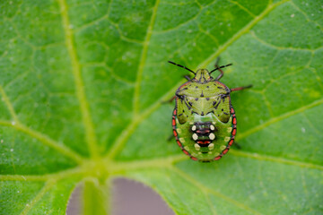 Macro Close up of Nymph of Chinavia Hilaris Stink Bug  