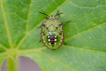 Macro Close up of Nymph of Chinavia Hilaris Stink Bug  