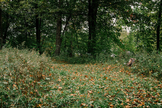 Majestic forest path with tall overgrown grass and weeds, fallen autumn leaves covering the ground, a log stump in view, winding woodland trail, fantasy-like forest scenery, serene outdoor nature