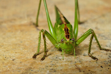 Close up of a Great Green Bush Cricket (Tettigonia viridissima) showing the spiky legs used to catch prey
