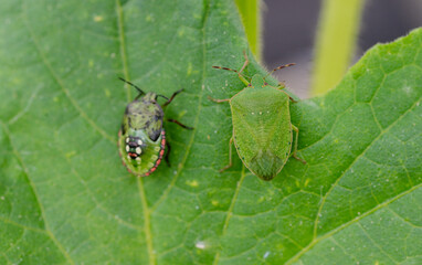 Macro Close up of Chinavia Hilaris Stink Bug and Nymph