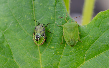 Macro Close up of Chinavia Hilaris Stink Bug and Nymph