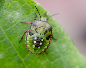 Macro Close up of Nymph of Chinavia Hilaris Stink Bug  