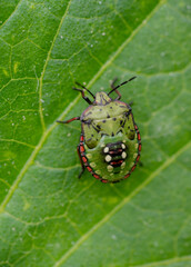 Macro Close up of Nymph of Chinavia Hilaris Stink Bug  
