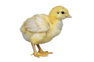 Fototapeta premium A fluffy yellow chick stands on a transparent background, showcasing its downy feathers and small legs. background removed