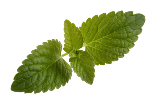 Close-up of vibrant green lemon balm leaves, isolated on a transparent background. background removed