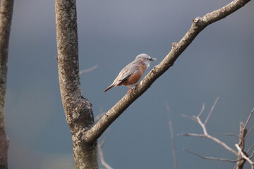 The chestnut-tailed starling (Sturnia malabarica), also called grey-headed starling and grey-headed myna is a member of the starling family. 