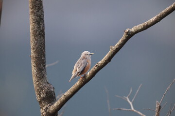 The chestnut-tailed starling (Sturnia malabarica), also called grey-headed starling and grey-headed...