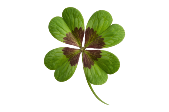 A four-leaf clover with maroon markings on a transparent background. background removed