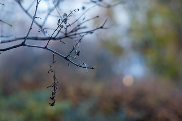 Close-up view of a dry branch adorned with hanging seeds, evoking a melancholic atmosphere in an...