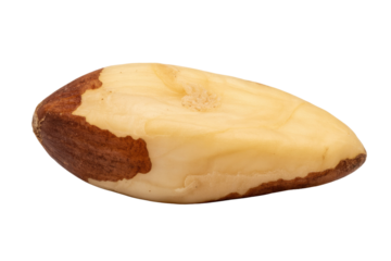 Single Brazil nut, isolated on transparent background, showcasing its creamy interior and brown skin. background removed