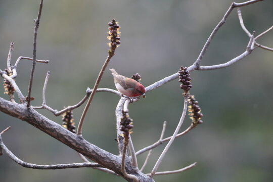 The common rosefinch (Carpodacus erythrinus) or scarlet rosefinch is the most widespread and common rosefinch of Asia and Europe. This photo was taken in North India.