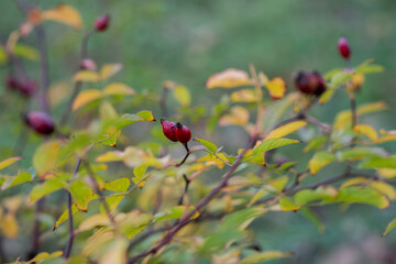 Rose hip berries growing vibrantly on a branch adorned with lush green leaves during autumn, showcasing a colorful display that highlights the beauty of nature and seasonal change