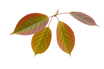 Fototapeta premium Four vibrant autumn leaves, red, orange, and green hues, isolated on a transparent background. background removed