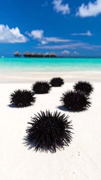 Tropical beach scene with black sea urchins