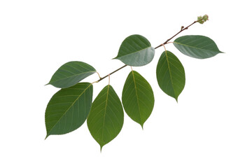 Naklejka premium A sprig with several vibrant green leaves isolated on a transparent background. background removed