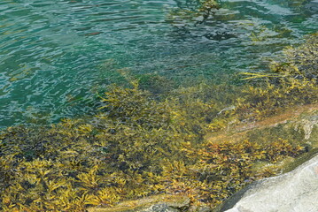 Seetang an der Wasseroberfläche