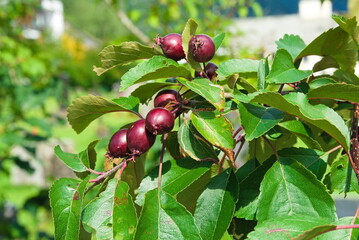 Fruchtragendes Ziergeh&ouml;lz Tee-Apfel