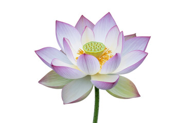 A delicate pink and white lotus flower, isolated on a transparent background, showcasing its intricate details. background removed