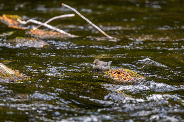An American Dipper looking for food in the Clackamas River
