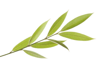 Fototapeta premium A sprig of vibrant green leaves, isolated on a transparent background, showcasing delicate veins and textures. background removed