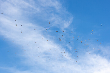 Donana National Park, Andalusia, Spain. 28 August 2025. Migrating birds flying in blue sky.