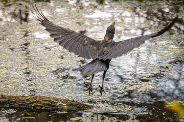An American Crow taking flight from a log in the water