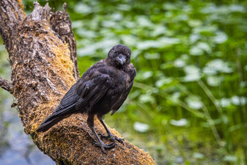 An American Crow perched on an old dead tree in a wetland area