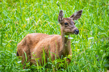 A female Black-tail Deer in tall grassy area
