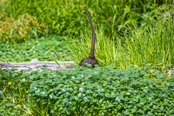 A Nutrias butt and tail sticking up from behind a log