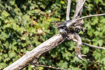 A Green Heron landing on a tree stump