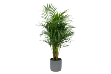 A potted Chamaedorea elegans, also known as a parlor palm, is shown against a transparent background. background removed