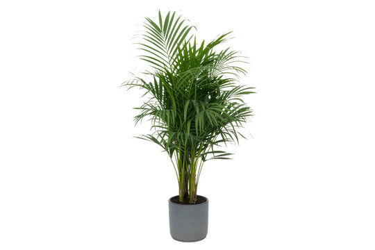 A potted Chamaedorea elegans, also known as a parlor palm, is shown against a transparent background. background removed