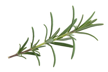 Fototapeta premium A sprig of fresh rosemary, isolated on a transparent background, showcasing its vibrant green needles and woody stem. background removed