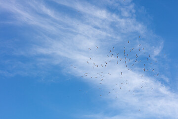 Donana National Park, Andalusia, Spain. 28 August 2025. Migrating birds flying in blue sky.
