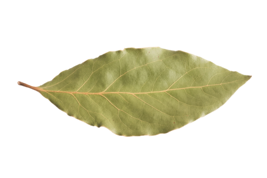 A single, dried bay leaf isolated on a transparent background, showcasing its detailed venation and olive-green hue. background removed
