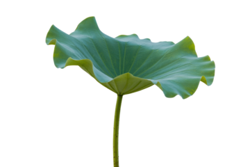 A single, large, green lotus leaf isolated on a transparent background, showing intricate details and texture. background removed